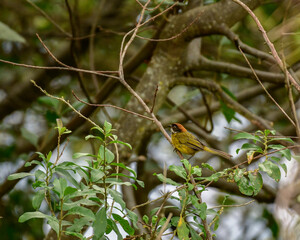 Atlapetes Albofrenatus, Moustached Brushfunch perched on a tree