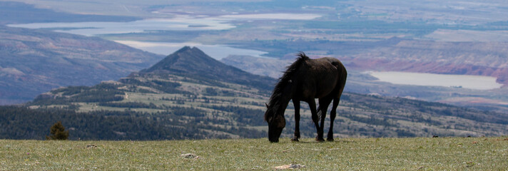 Adult male Black stallion wild horse of spanish descent high above the Bighorn canyon on the...