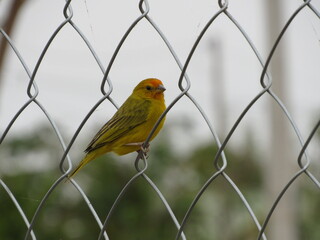 Orange yellow earth canary sitting on the fence. Bird sitting on the fence screen.