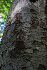 欅の木肌