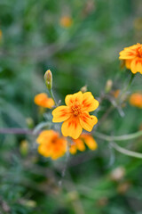 orange flower