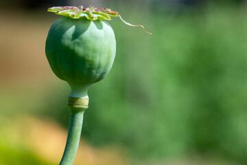 A single round vibrant green color poppy seed pod with a cap on the seed head and a long green stem...