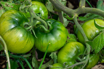 A bunch of unripe green cherry tomatoes hanging on a vine ripening. There are large deep green leaves with deep veins on the cultivated branch of homegrown produce of raw grape tomatoes.