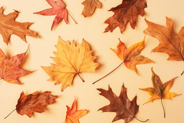 Yellow autumn leaves on beige background. Fall concept. Top view, flat lay