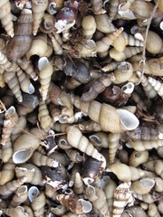 Texture for background with various freshwater shells.