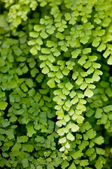 green leaves background,Asiantum
