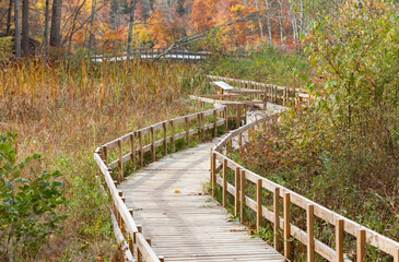 Boardwalk over marshland on the trail at Teatown Lake Reservation in Ossining, New York.
