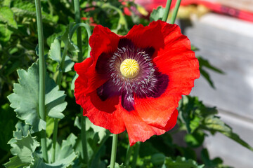 A macro of a single oriental poppy blooming in a garden of green grass. The single orange crepe paper petals surround a purple center. The ornamental flowering plant is covered in dark pollen.  