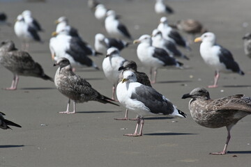 seagulls on the beach