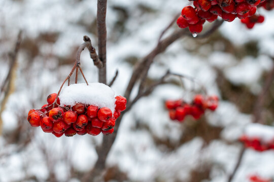 Dogberry-Tree Images – Browse 284 Stock Photos, Vectors, and Video ...