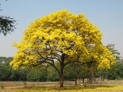 Flowering yellow ipe in a yellow spectacle