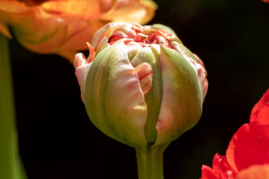 Premium AI Image  Tulip's Whisper A Single Petal of Spring