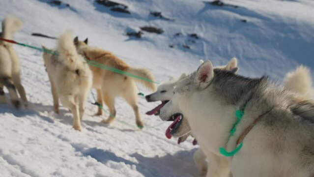 Pack Of Sled Dogs Walking Over Snow
