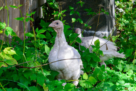 A wild white domestic turkey is standing among the green grass. The head is pink with dark eyes and a long beak. The feathers are white in color. Its neck is long with bumps and is textured.