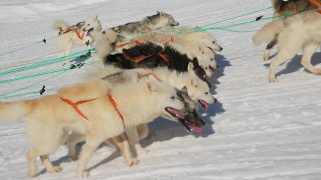 Row Of Husky Dogs In Harnesses Walking Over Snow