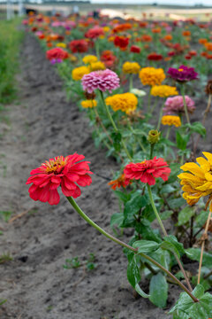 Bright Multi-colored Double Bloom Zinnia Flowers, Yellow, Red, Orange, And Pink Color With Thin Green Stems Growing In Rows Along A Farmer's Field. The Center Of The Fresh Flowers Is Yellow In Color. 