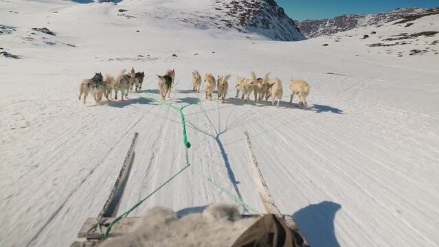 Sled Dogs Running Over Snow From Sleigh