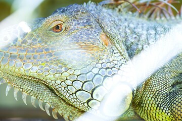 brown eyes of a large iguana