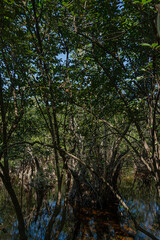 Naklejka premium Mangrove in the mayan jungle of the mexican caribbean