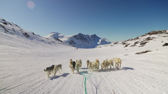 Sled Dogs Running Over Snow Pulling Sleigh