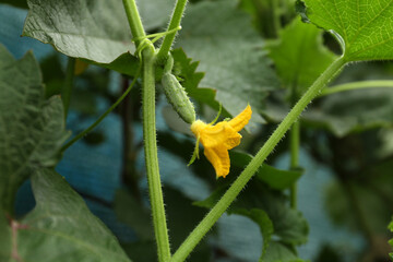 Blooming cucumber plant on blurred background, closeup
