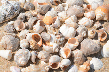 Many beautiful sea shells on sand, closeup