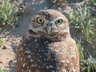 Burrowing Owl
