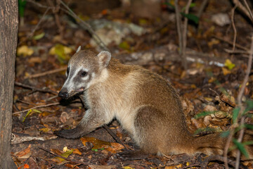 Obraz premium Coati in the mexican jungle of Cancun