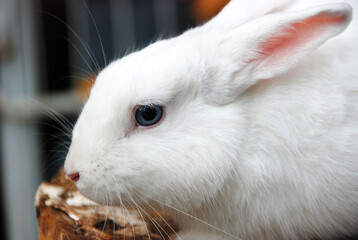un bonito conejo blanco