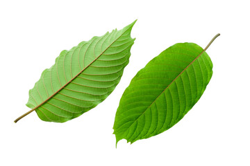 Kratom leaves green leafy plants to have benefits to help reduce fat.