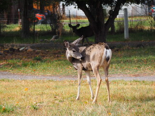 Deers in field