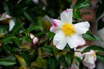 Fototapeta na wymiar 満開の白いツバキの花 