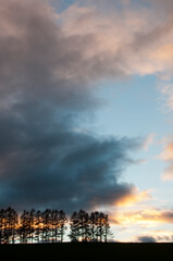Fototapeta na wymiar 美しい夕暮れの空とカラマツ並木のシルエット