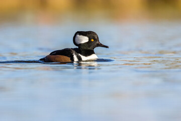 Male Hooded merganser (Lophodytes cucullatus) in autumn