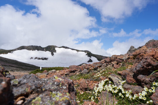 Pretty Iwaume flowers blooming on the rocks of Mt. Kumagatake