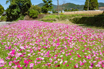 Fototapeta premium 農村の秋の風景 コスモス 