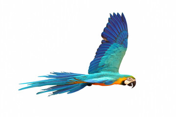 Colorful Blue and gold macaw flying isolated on white background.