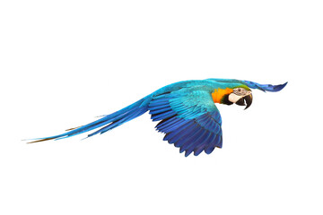 Colorful Blue and gold macaw flying isolated on white background.