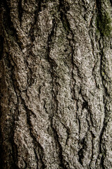 Naklejka premium 나무 백그라운드