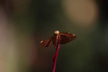red dragonfly on a flower