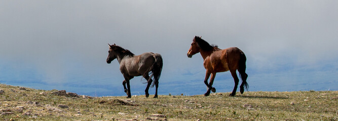 Two wild horses galloping on mountain ridge in the american west of the United States