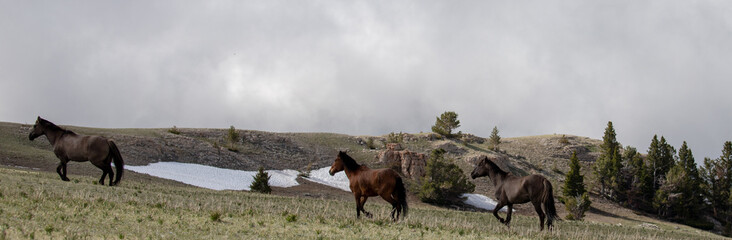 Wild horses running on central Rocky Mountain ridge in the american west of the United States