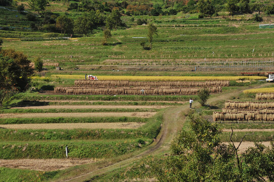 the rice harvest in Asuka village
