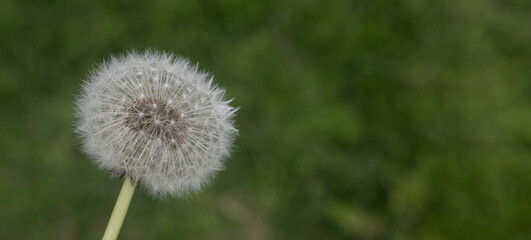 Obraz premium dandelion clock on a cloudy morning