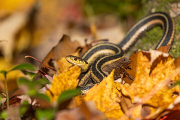  common garter snake (Thamnophis sirtalis) in autumn leaves