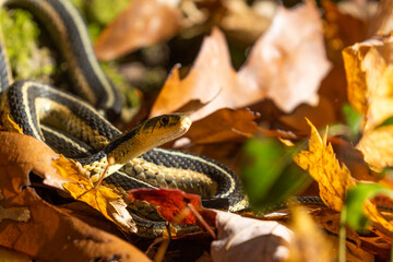  common garter snake (Thamnophis sirtalis) in autumn leaves - obrazy, fototapety, plakaty