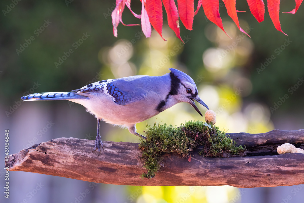 Poster Blue jay (Cyanocitta cristata) in autumn