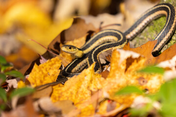  common garter snake (Thamnophis sirtalis) in autumn leaves
