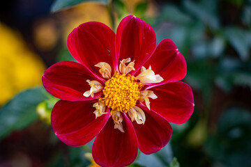 red and yellow flower
