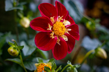 red and yellow flower
